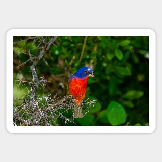 Colorful Painted Bunting -Painterly Sticker by Debra Martz